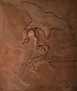 Dinosaur fossils of Archaeopteryx in rock