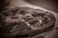 Dinosaur fossils, Jurassic era, Paleontological excavations Royalty Free Stock Photo