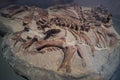 Dinosaur Fossils Royalty Free Stock Photo