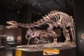Dinosaur Fossils Royalty Free Stock Photo