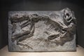 Dinosaur Fossils Royalty Free Stock Photo