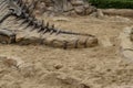 Dinosaur fossils simulated in the sand