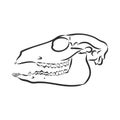 Dinosaur.Hand Drawn. triceratops dinosaur vector sketch illustration Royalty Free Stock Photo