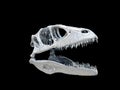 Dinosaur head Royalty Free Stock Photo