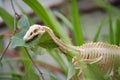 dinosaur head skeleton eats a tree leaf, toy