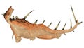 Dinosaur Kentrosaurus