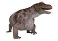 Dinosaur Keratocephalus Royalty Free Stock Photo