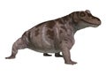 Dinosaur Keratocephalus