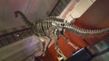 Dinosaur in museum in Sydney, NSW, Australia
