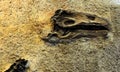 Dinosaur National Monument wall dino bones Royalty Free Stock Photo