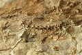 Dinosaur Vertebrae and Bones at the Fossil Bone Quarry Site, Dinosaur National Monument, Utah Royalty Free Stock Photo