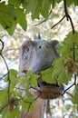 Dinosaur in the park. brachiosaurus dinosaurs toy in tree leaves. Diplodocus eating green leaves