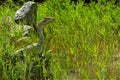 Dinosaur park in Leba, Poland. Life size dinosaur models Royalty Free Stock Photo