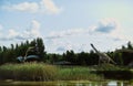 Dinosaur park in Leba, Poland. Life size dinosaur models Royalty Free Stock Photo