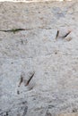 Dinosaur paw theropod print in Enciso, Spain Royalty Free Stock Photo