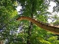 Dinosaur head and long neck Royalty Free Stock Photo