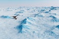 Dinosaur. Prehistoric snow landscape, ice valley with Dinosaurs. Arctic view