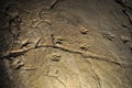 Dinosaur prints in the cave Sataplia