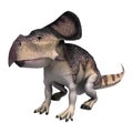 Dinosaur Protoceratops Royalty Free Stock Photo