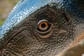 Dinosaur replica eye at Dino Park, in Portugal, in real size