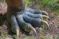 Dinosaur replica foot at Dino Park, in Portugal, in real size