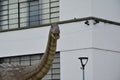 Dinosaur replica seen up close with sharp teeth in the background