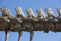 Dinosaur's skeleton details and blue sky, Ischigualasto