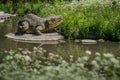 Dinosaur sculpture by the pond Royalty Free Stock Photo