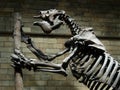 Dinosaur skeleton