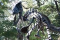 Dinosaur skeleton. animal skull. Tyrannosaurus Rex skeleton. Fossil skeleton of Dinosaur Tyrannosaurus Rex - t-rex