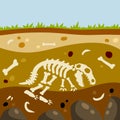 Dinosaur skeleton. Bones of a prehistoric lizard. Land in the section Royalty Free Stock Photo