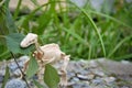 dinosaur skeleton with a branch in its mouth, the concept of the era of dinosaurs Royalty Free Stock Photo