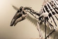 Dinosaur skeleton