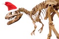 Dinosaur skeleton with Christmas hat on white isolated background Royalty Free Stock Photo