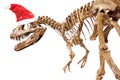 Dinosaur skeleton with Christmas hat on white isolated background. Royalty Free Stock Photo