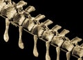 Dinosaur skeleton Royalty Free Stock Photo