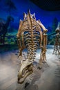 Dinosaur skeleton in dramatic light in the museum of the Natural History, China