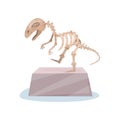 Dinosaur skeleton on gray stand. Ancient museum exhibit. Bones of prehistoric reptile. Flat vector for advertising Royalty Free Stock Photo