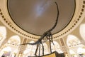 Dinosaur skeleton inside the Dubai mall. skeleton of a fossil sauropod. Royalty Free Stock Photo