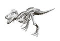 Dinosaur skeleton. Isometric view. 3D. Vector illustration Royalty Free Stock Photo
