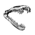 Dinosaur skeleton jaw sketch vector Royalty Free Stock Photo