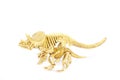 Dinosaur skeleton model isolated on white - Stock Image Royalty Free Stock Photo