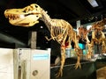 Dinosaur skeleton in a museum