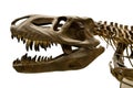 Dinosaur skeleton