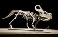 Dinosaur skeleton - Protoceratops Royalty Free Stock Photo
