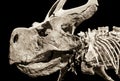 Dinosaur skeleton - Protoceratops