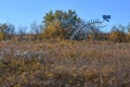 Dinosaur Skeleton Sculpture in Field