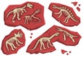 Dinosaur Skeleton Set