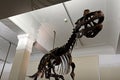 Dinosaur skeleton Tyrannosaurus at Auckland Memorial museum Royalty Free Stock Photo