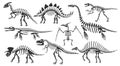 Dinosaur skeletons. Dino bones, stegosaurus fossil and tyrannosaurus skeleton. Remains of ancient animals vector